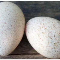 تخم مرغ محلی بوقلمون