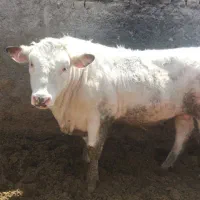 گوساله شارلوا  درجه یک