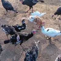 بوقلمون واردک اسراییلی|حیوانات مزرعه|رودسر, |دیوار