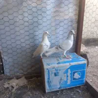 کبوترالمانی درچناران|پرنده|چناران, |دیوار