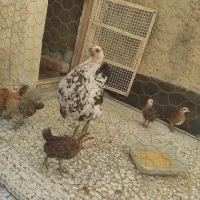 مرغ گلین|حیوانات مزرعه|مشکین‌دشت, |دیوار