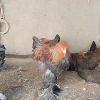 خروس برهمایی|حیوانات مزرعه|مشهد, کوشش|دیوار