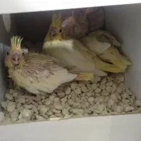 جوجه عروس هلندی|پرنده|بیرجند, |دیوار