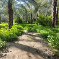 زمین مسکونی جاده خشت بورکی