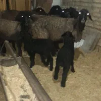 میش بردار بز گوسفند قوچ|حیوانات مزرعه|جوادآباد, |دیوار