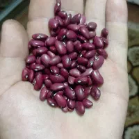 لوبیا قرمز درجه یک