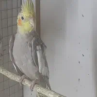 عروس هلندی بدلیل کمبود جا|پرنده|گرمسار, |دیوار