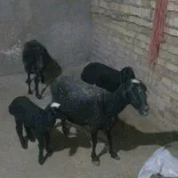 میش بره جوان شیشک