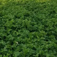 زمین کشاورزی