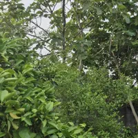 ۲۷۰مترباغچه‌الحاق‌ب‌بافت|فروش زمین و ملک کلنگی|کیاکلا, |دیوار