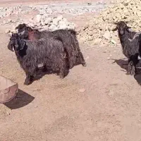 کهر چاق فروشی