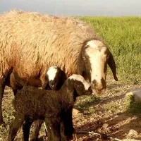 نژاد اصیل و برتر ایران
