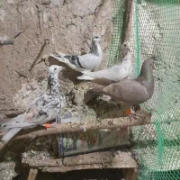 چهارتا کبوتر دوتا نردوتاماده