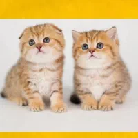 گربه اسکاتیش بریتیش مجموعه کت سیتی