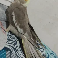 عروس هلندی|پرنده|کرمان, |دیوار