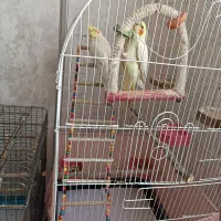قفس پرنده|لوازم جانبی حیوانات|بندر ماهشهر, |دیوار