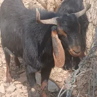 ساورین