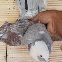 کفتر نر ماده.    ۴جفت     آماده|پرنده|کاشان, کارگر|دیوار