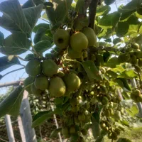 فروش کیوی|خوردنی و آشامیدنی|چوبر, |دیوار