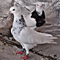 طوقی الماسی