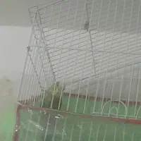 مرغ عشق نر مس مس اماده کار|پرنده|فسا, |دیوار