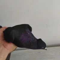 کبوتر زاغ نر