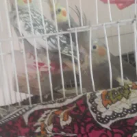 عروس هلندی فروشی فوری