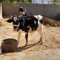 گاو وگوساله