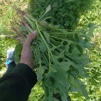 اسفناج تازه