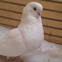 ماده سفید کاشونی گم کردم