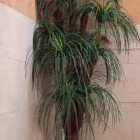 درختچه مصنوعی