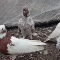 کبوتر پرشی|پرنده|بندر انزلی, بشمن|دیوار