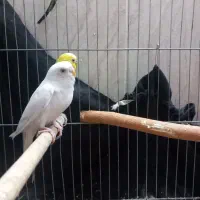 پنکه موبایلی مرغ عشق مولد و کفتر طوقی|پرنده|مهریز, |دیوار