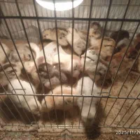 جوجه لری چند روزه|حیوانات مزرعه|شهرضا, |دیوار