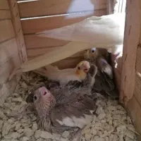 چوچه سرلاکی عروس هلندی.|پرنده|فردیس, شهرک وحدت|دیوار