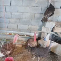 بوقلمون نر و ماده