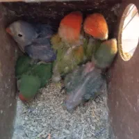 جوجه کوتوله عروس قفس