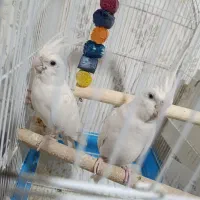 عروس هلندی البینو بالغ و مولد سرحال