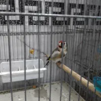 یک عدد سهره نر