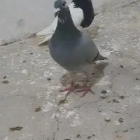 کبوتر