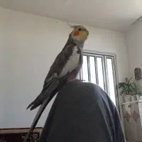 عروس هلندی معاوضه با قناری جفت