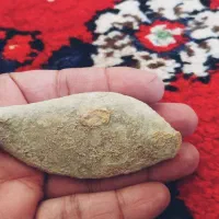 فسیل بی نظیری از ماهی|کلکسیون اشیاء عتیقه|تهران, استاد معین|دیوار