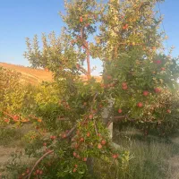 باغ میوه|فروش دفتر صنعتی، کشاورزی، تجاری|یاسوج, |دیوار