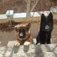 فروشگاه سگ نروماده ژرمن زیر۱سال