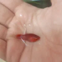 ماهی اکواریومی قیمت مناسب|ماهی|زاهدان, |دیوار