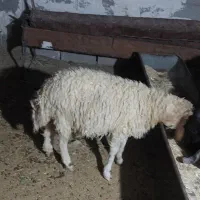 شک نزاییده ۴شیره و تکه داشتی|حیوانات مزرعه|آبدانان, |دیوار