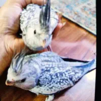 عروس هلندی