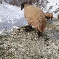 قوچ‌‌عراقی‌سالم