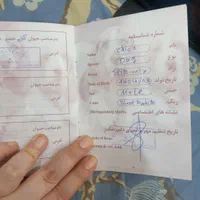 واگذاری با قیمت توافقی به شرط پر کردن فرم تعهد|سگ|تهران, هفت چنار|دیوار