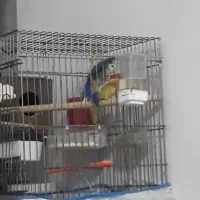 طوطی برزیلی جفت مولد و دستی